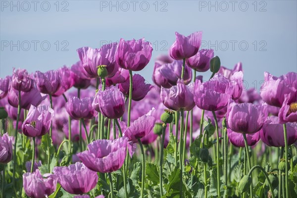 Opium poppy (Papaver somniferum), cultivation of edible poppy, poppy field, Donnersbergkreis,
