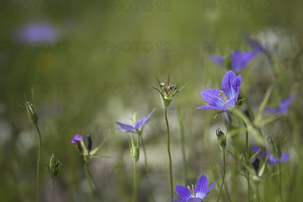 Blue spreading bellflower (Campanula patula) blooming in a green meadow, copy space, selected
