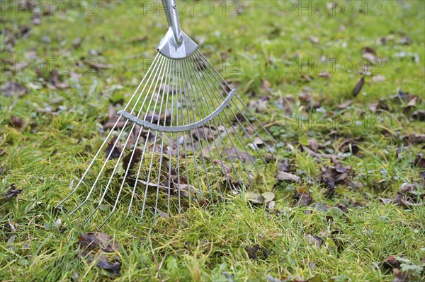 Wire leaf rake removing old brown leaves from the grass in the meadow, cleaning up in garden and