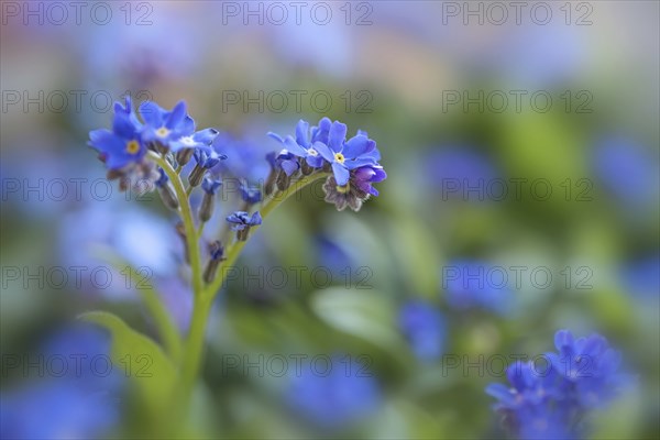 Blooming Forget-me-not (Myosotis) in the garden, blue flowers against a green background, romantic