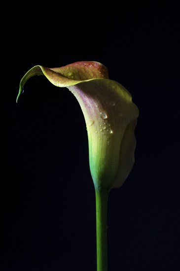 Calla lily (Zantedeschia) in the dark, sculptural flower head in green, yellow and red shaped like