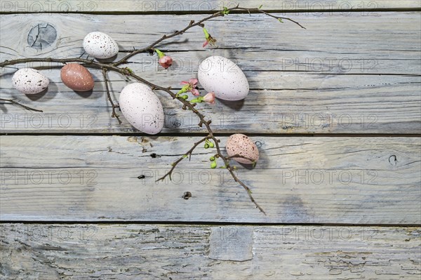 Natural colored Easter eggs and a branch with few flowers on a rustic gray wooden background, copy