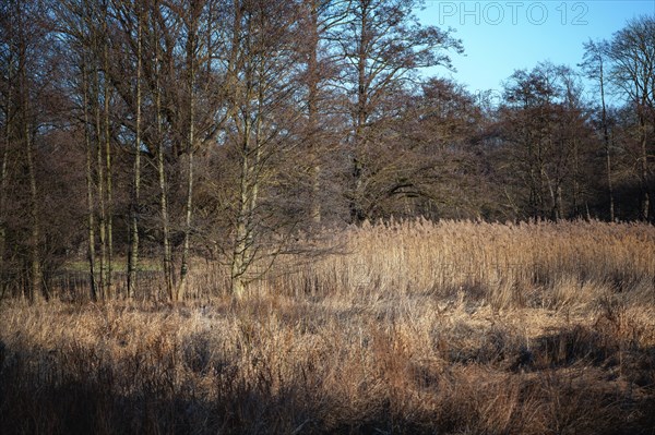 Bog landscape in the forest at the end of winter with brown reeds and bare alder trees in northern