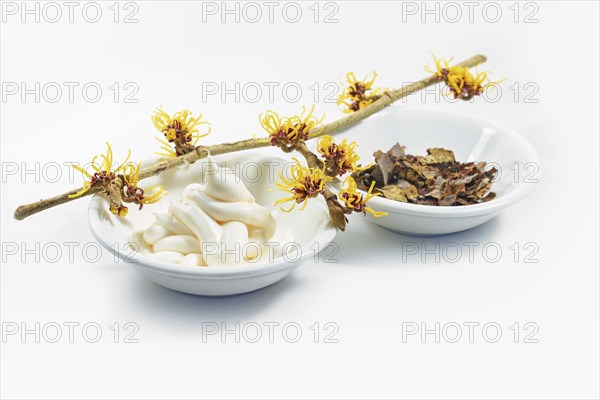 Blooming hamamelis branch (witch hazel), skin care cream and dried bark and leaves, natural