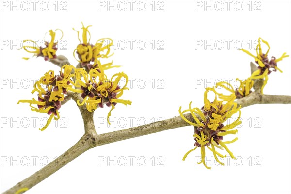 Yellow flowers on a blooming witch hazel branch (Hamamelis) isolated on a white background,