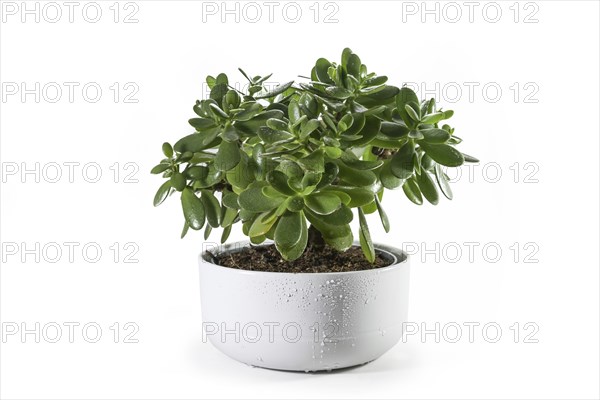 Money tree (Crassula ovata) succulent plant with thick leaves potted as decorative houseplant in a