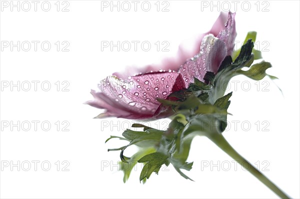 Pink purple anemone flower head with dew drops inside the petals isolated on a white background,