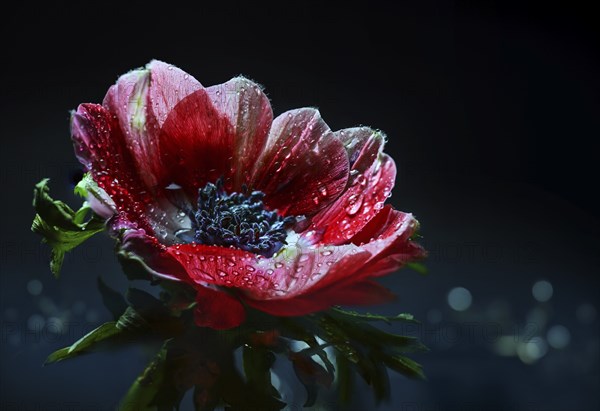 Red anemone flower with water drops after rain against a black background with blurred dark blue