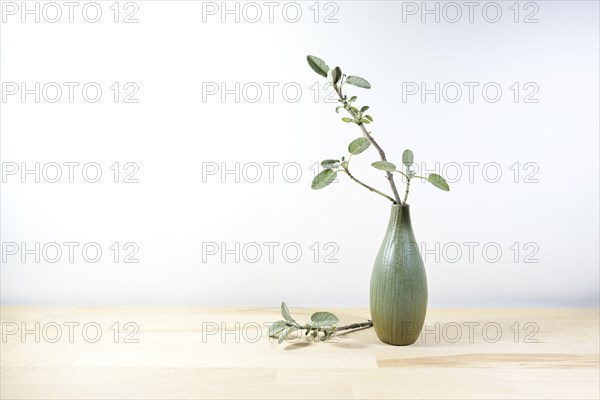 Small vase with a sprig of sage on a light wooden table or desk in front of a white wall,