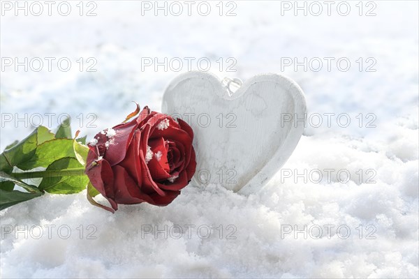 Red rose and a white painted wooden heart shape in the snow, love concept for seasonal holidays