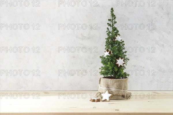 Small conifer plant decorated with cinnamon star cookies as a minimalist Christmas tree, light