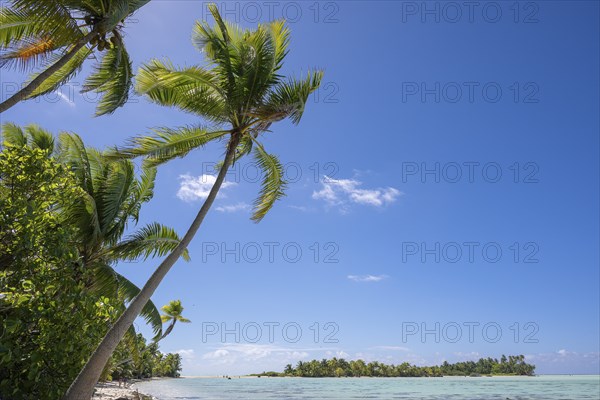 Coconut palm (Cocos nucifera), bird sanctuary behind, Motu, Tetiaroa, atoll, Marlon Brando Island,