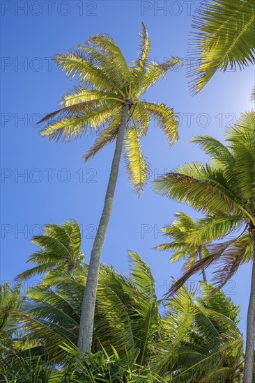 Coconut palm (Cocos nucifera), Tetiaroa, Atoll, Marlon Brando Island, French Polynesia, Society