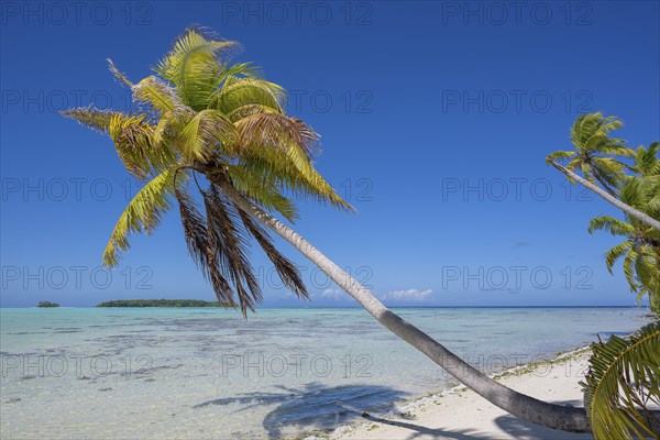 Coconut palms (Cocos nucifera) growing towards the lagoon, behind them 2 motus, Tetiaroa, Atoll,