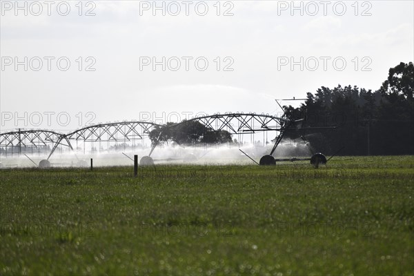 Irrigation sprinklers water dairy pasture in Canterbury, New Zealand, Oceania
