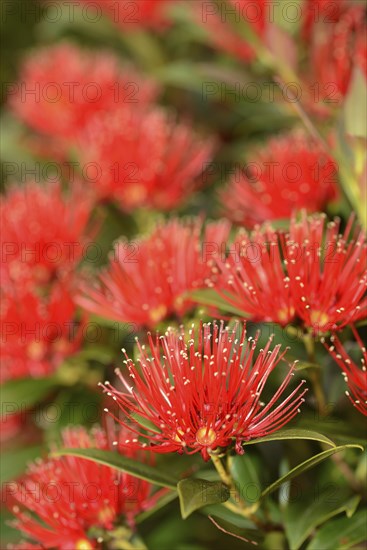Flowers of New Zealand Southern Rata brighten the day for visitors to the Otira Gorge in Arthurs