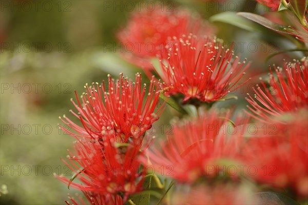 Flowers of New Zealand Southern Rata brighten the day for visitors to the Otira Gorge in Arthurs