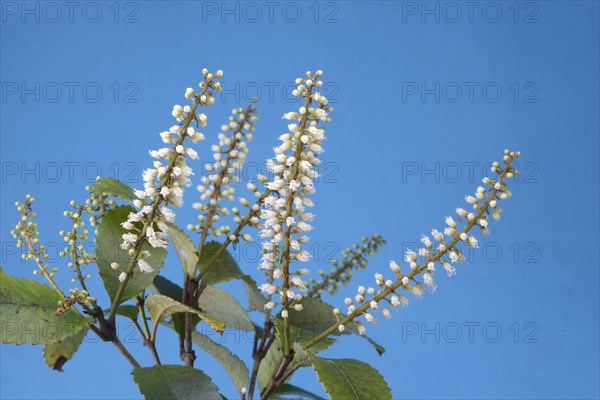 Flowers of New Zealand Weinmannia racemosa, commonly called kÄmahi, an evergreen small shrub to