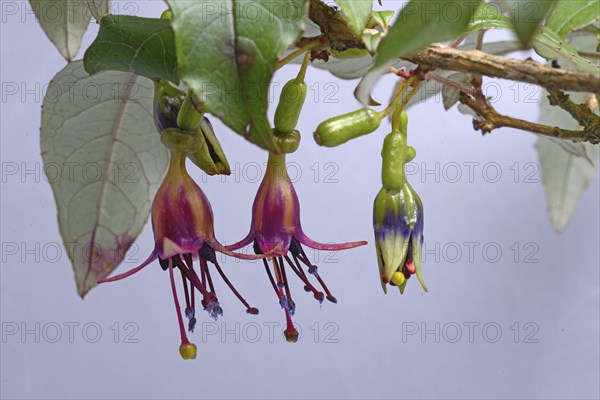 Flowers of New Zealand tree fuchsia, Fuchsia excorticata, (kotukutuku) against a white background