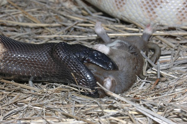 Australian black headed python, Aspidites melanocephalus, extends its jaws to swallow a black rat,