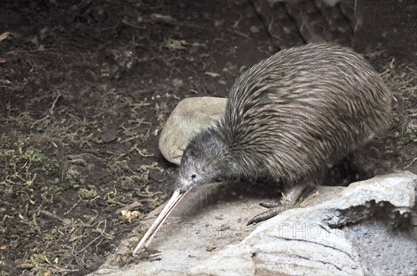 North Island brown kiwi, Apteryx australis, foraging for worms