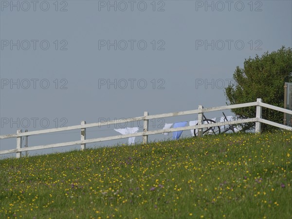 A white fence along a flowering meadow with hanging laundry in the background, Hallig Hooge,