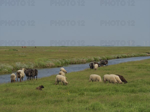Sheep and cows grazing peacefully next to a small river in a meadow, Hallig Hooge,
