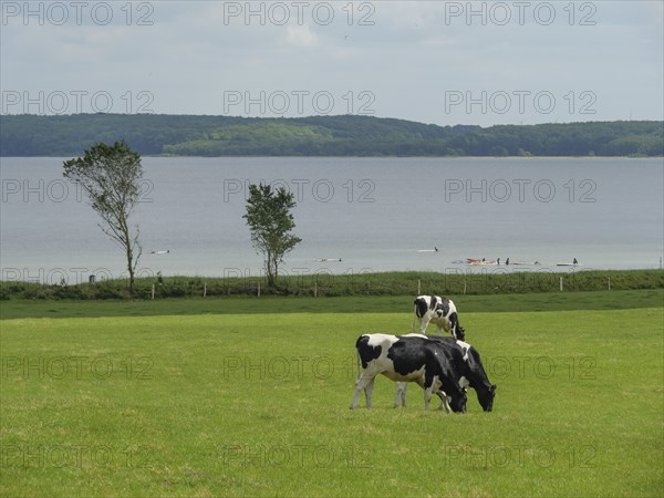 Several cows grazing on a green meadow near a lake under a slightly cloudy sky, Glücksburg,