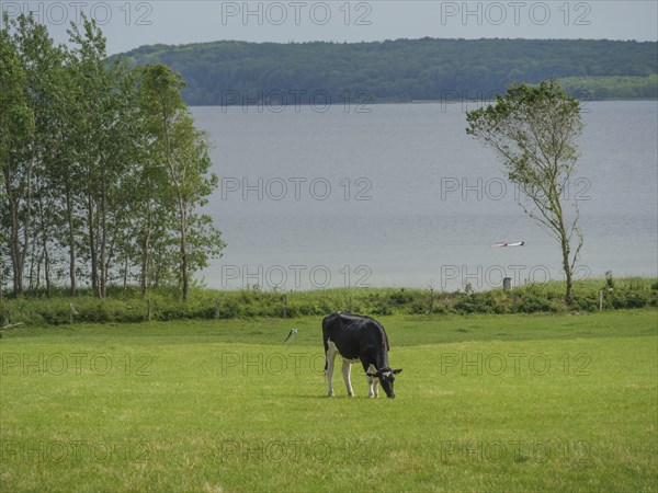 Black and white cow grazing on a green meadow near a lake under a slightly cloudy sky, Glücksburg,