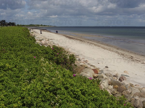 A beach with rocks, plants and sea under a cloudy sky, Maasholm, Schleswig-Holstein, Germany,