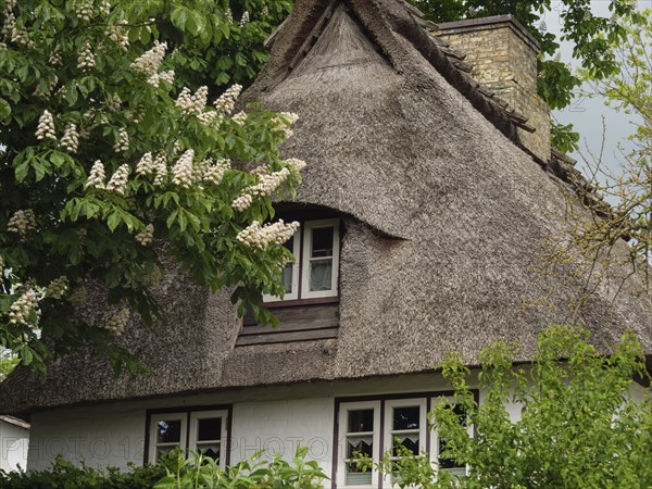View of a traditional thatched house surrounded by green foliage and blooming flowers, Kappeln,