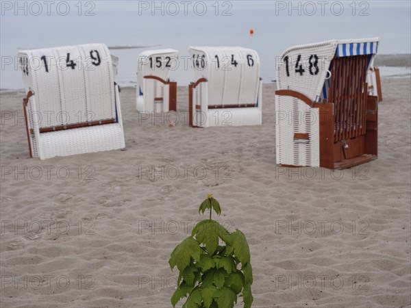 Beach chairs standing in the sand by the sea, numbered and framed by the water in the background,