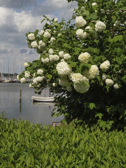 Flowering tree with large white flowers on the shore of a calm water with boats in the background,