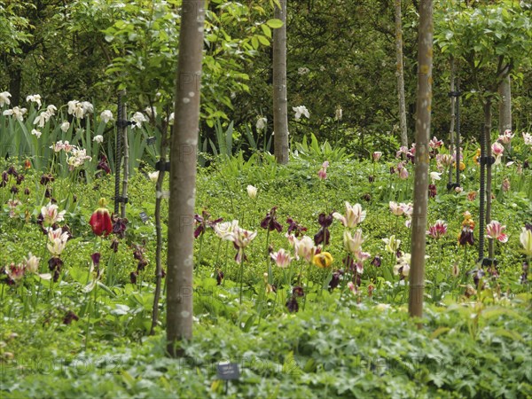 A blooming garden with many colourful flowers and trees, Newcastle, England, Great Britain