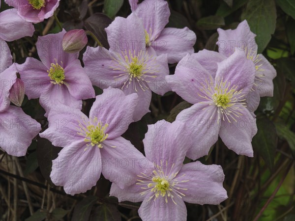 Close-up of pink flowers with green centre, surrounded by leaves and branches, Newcastle, England,