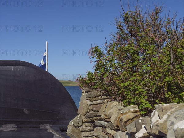 A bush with flowers next to an old stone wall and a Scottish flag in the background, Lerwick,