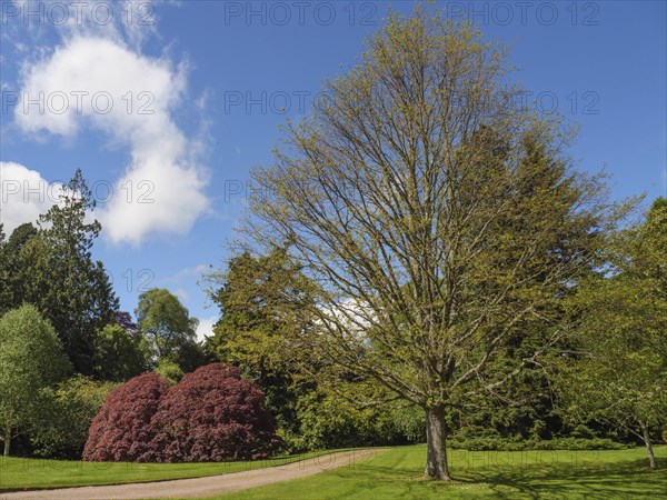 A path through a green landscape with large trees and bushes under a partly cloudy sky, inverness,
