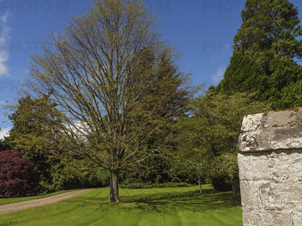 A large tree stands beside a road and lawn, adjacent to a stone wall, in sunny weather, inverness,