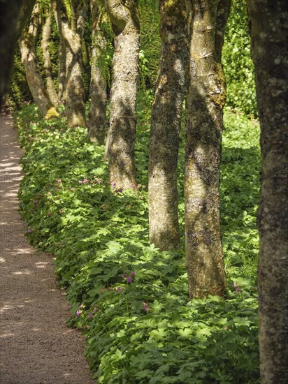 A shady forest path between many trees, with green leaves and a quiet, peaceful atmosphere,