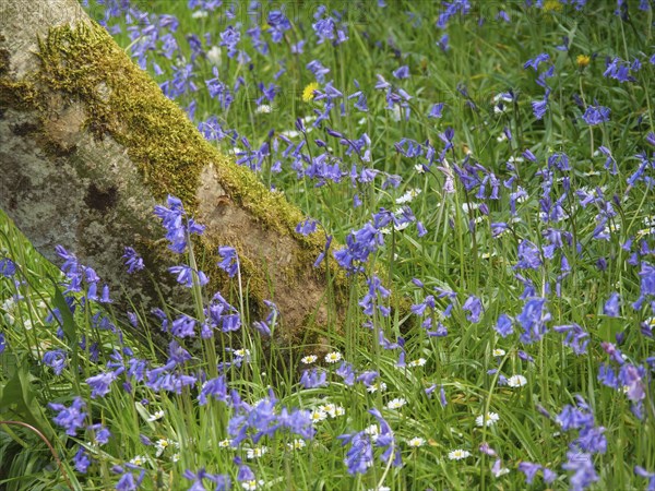 Beautiful purple flowers blooming in the grass next to a moss-covered tree trunk in spring,