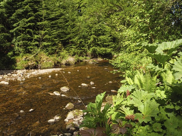 A small river flows through a green forest with lush plants and stones on the banks, inverness,