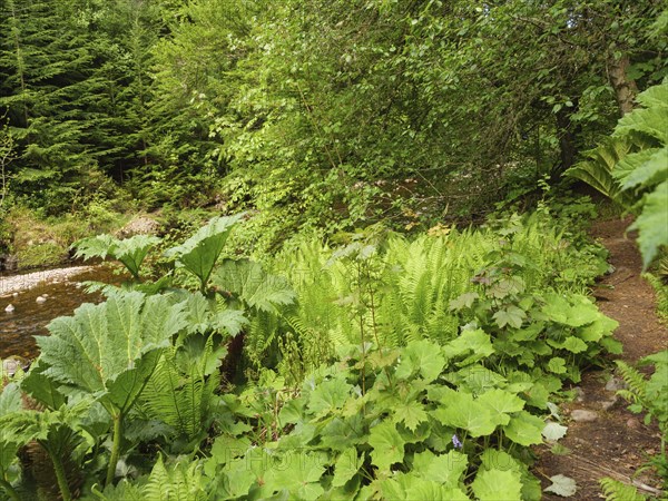 Lush plants and trees along a narrow path in a green forest, inverness, Scotland, United Kingdom,