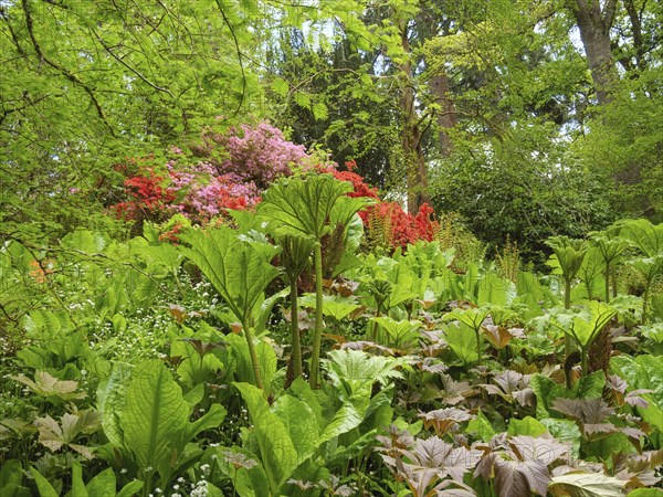 Colourful garden with numerous plants and trees in full bloom, inverness, Scotland, Great Britain
