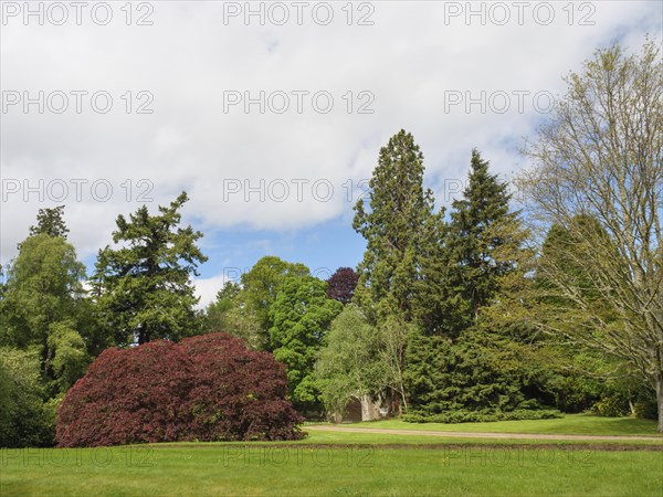 Green park landscape with different trees and cloudy sky, inverness, Scotland, Great Britain