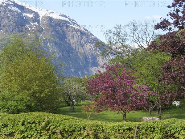 Blossoming trees and lush greenery against a picturesque mountain landscape in spring, Eidfjord NOR