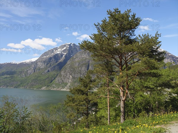 Majestic mountains, a lake and a single tree under a clear blue sky in a peaceful landscape,