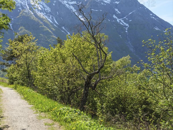 A narrow path through green trees with high mountains in the background, Eidfjord NOR 2