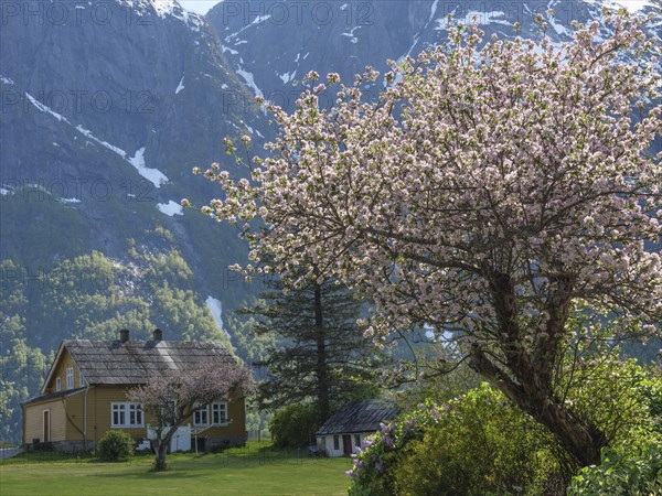 A house in spring surrounded by blossoming cherry trees and high mountains in the background,