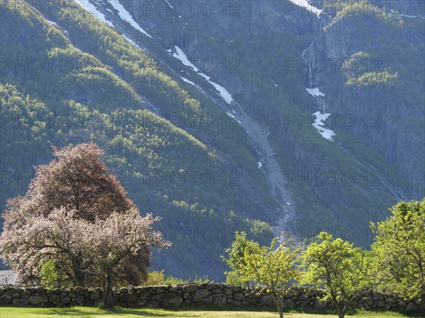 Blossoming trees against an imposing mountain backdrop with scattered patches of snow and stone