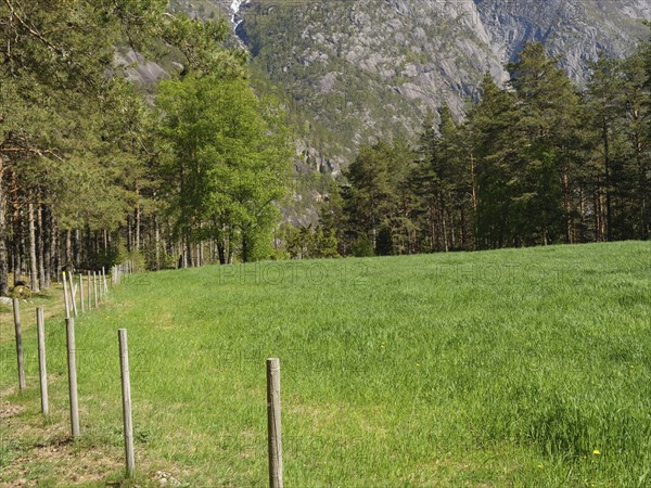 Green meadow with trees in the background, surrounded by majestic mountains and forests, Eidfjord